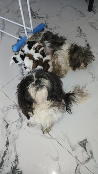 De vanzare catelusi Shihtzu