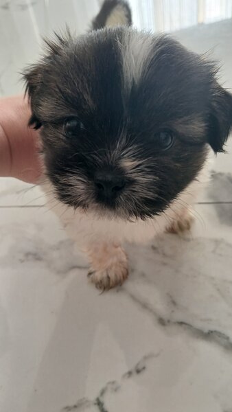 De vanzare catelusi Shihtzu