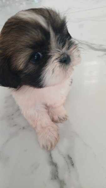 De vanzare catelusi Shihtzu