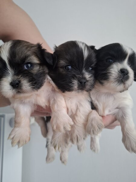 De vanzare catelusi Shihtzu