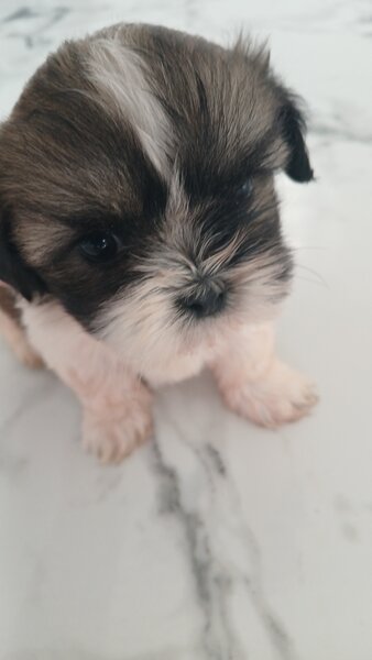 De vanzare catelusi Shihtzu