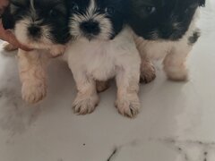 De vanzare catelusi Shihtzu