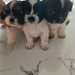 De vanzare catelusi Shihtzu