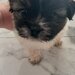 De vanzare catelusi Shihtzu