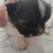 De vanzare catelusi Shihtzu