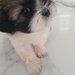 De vanzare catelusi Shihtzu
