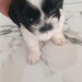 De vanzare catelusi Shihtzu