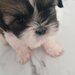 De vanzare catelusi Shihtzu